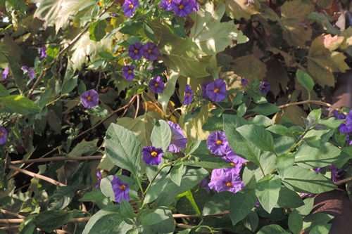 Lycianthes rantonnetii (Solanaceae)